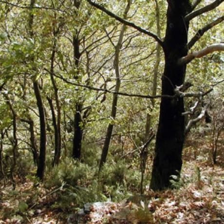 Ochi, forest at Dimossari gorge, OCHI (Mountain) KARYSTIA