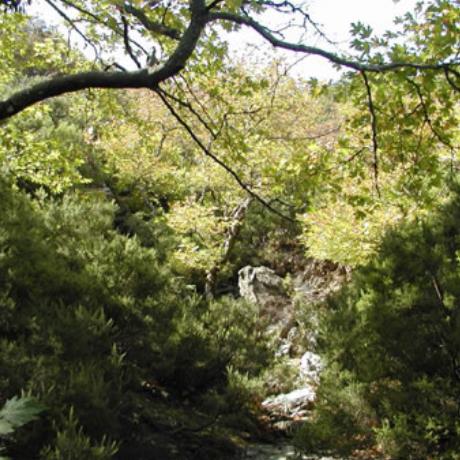Ochi, view of the forest at Dimossari gorge, OCHI (Mountain) KARYSTIA
