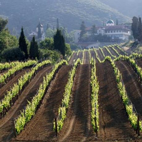 Agios Pavlos, a view of the vineyards of Tsantalis wine maker, AGIOS PAVLOS (Village) HALKIDIKI