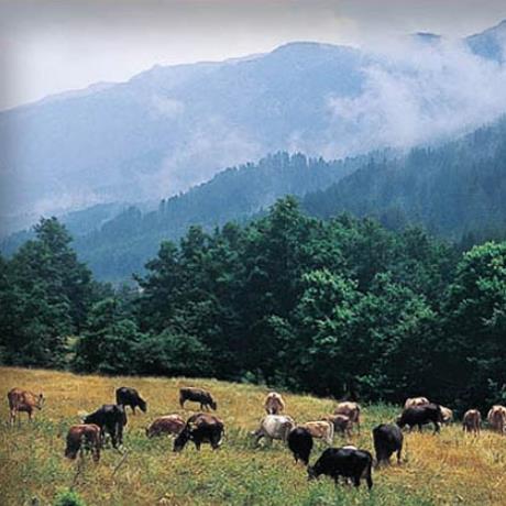 Grammos - the area constitutes one of the most productive virgin forest complexes in Greece, GRAMMOS (Mountain chain) MAKEDONIA WEST