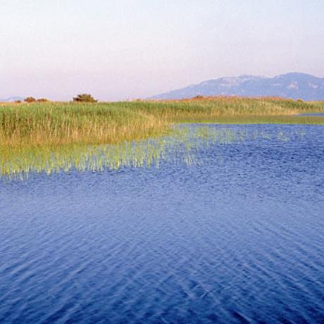 Reeds on Psalidi lake, PSALIDI (Beach) KOS
