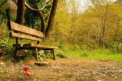 Bench in the forest PELION (Mountain) MAGNESSIA