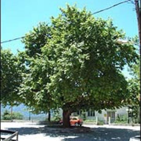 Πεύκη, πλατεία, ΠΕΥΚΗ (Χωριό) ΚΑΛΑΜΠΑΚΑ