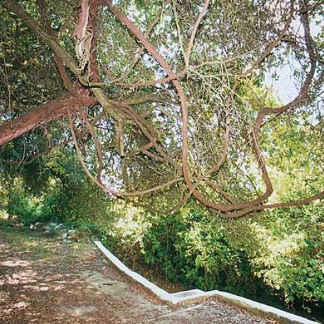 Sela, the age-old grapevines of Pausanias, next to St. Nikolaos little church, has great history, SELA (Settlement) KALAVRYTA