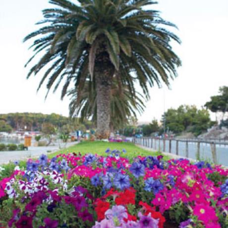 Vouliagmeni, flowers and exotic trees embelish the city square, VOULIAGMENI (Suburb of Athens) ATTIKI