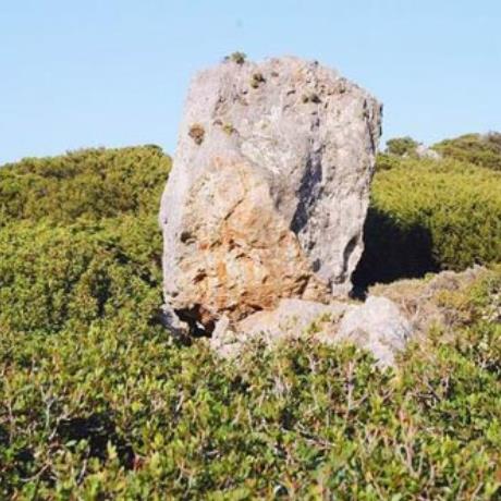 Antikythira, a sample of the flora of the island, ANTIKYTHIRA (Island) GREECE