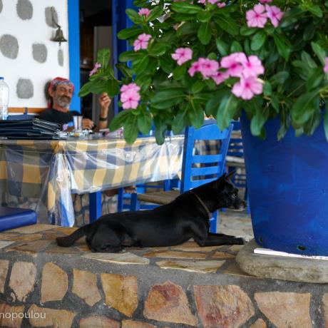 At Piratis tavern, MARATHOS (Island) DODEKANISSOS