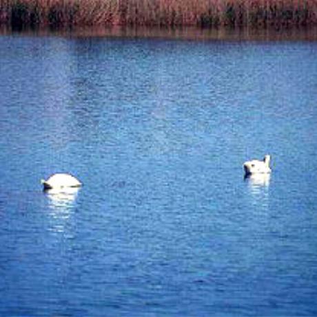Πάπιες στη λίμνη Αγιά, ΑΓΙΑ (Χωριό) ΘΕΡΙΣΟΣ