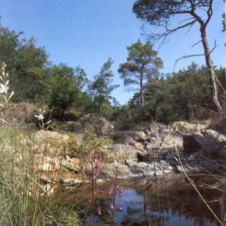 Αγρια κρίνα και ορχιδέες στον οικολογικό βιότοπο της Δαδιάς, ΔΑΔΙΑ (Χωριό) ΣΟΥΦΛΙ
