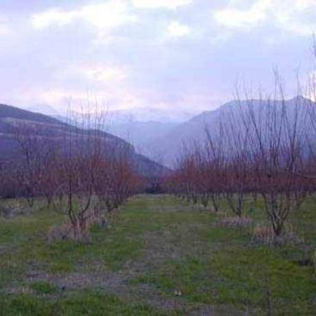 Loutraki, Cherries Trees. At bottom the mountain of Voras (Kaimak Tsalan), LOUTRAKI (Village) PELLA