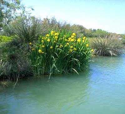 Estuary of Kalamas or Thyamis THYAMIS (River) EPIRUS
