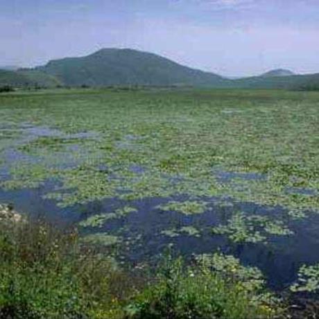 Kalodikou Lake, Water lilies, KALODIKI (Settlement) THESPROTIA