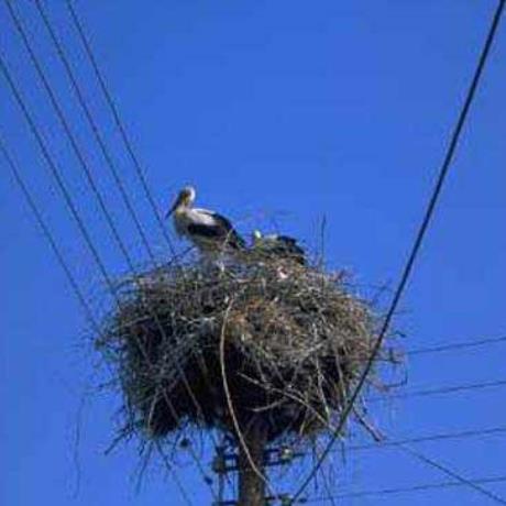 A stork at Margariti, MARGARITI (Small town) THESPROTIA