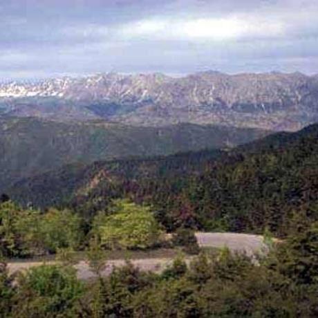Forest at Vardoussia, VARDOUSSIA (Mountain) FOKIDA