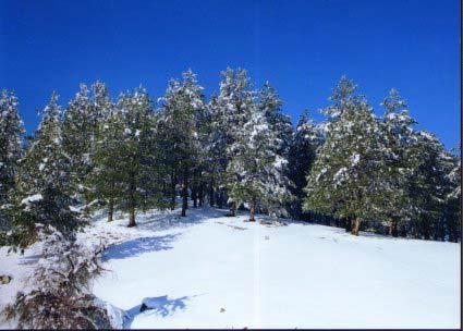 Granitis, snowy plantation of pine trees GRANITIS (Small town) DRAMA
