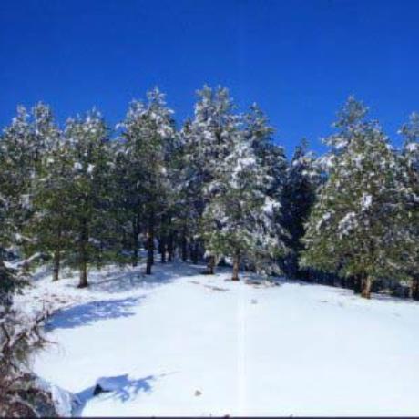 Granitis, snowy plantation of pine trees, GRANITIS (Small town) DRAMA