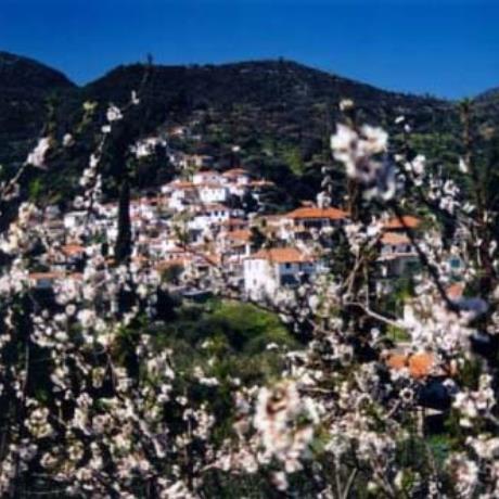 Pera Melana, blossomed almond, PERA MELANA (Village) APOLLON