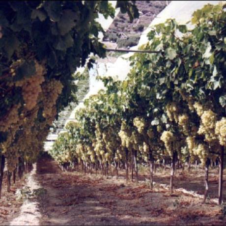 Archanes, grapes' cultivation, ARCHANES (Municipality) TEMENOS