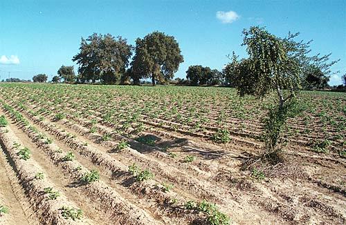 Sageika, fields where the famous Sageika potatoes are cultivated SAGEIKA (Village) PATRA