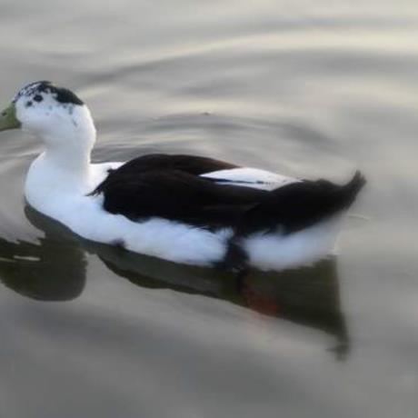 Duck on the water. Greakas, GERAKAS (Port) LACONIA