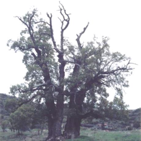 Dassilio, Ta Pente Aderfia, oak tree, DASSILIO (Village) GREVENA
