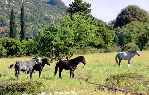 Aenos's Horses (Zoodoxos Pigi Monastery) ENOS (Mountain) KEFALLONIA