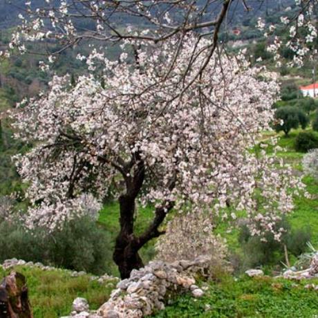 Palia Kambitsata. One of the many almond trees, KABITSATA (Village) KEFALLONIA