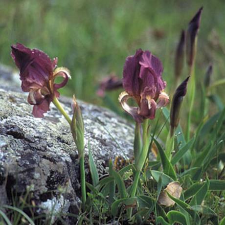 Iris, OLYMPOS (Mountain) GREECE