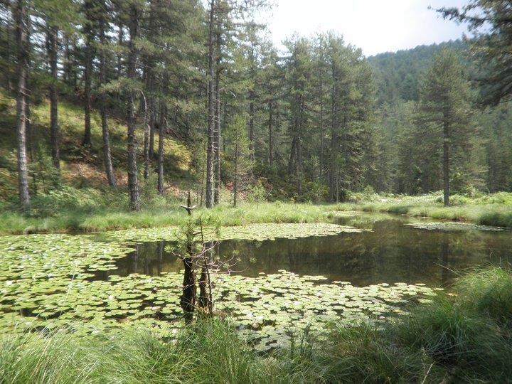 Lake with water lilies. Greveniti, East Zagori   GREVENITI (Village) EAST ZAGORI