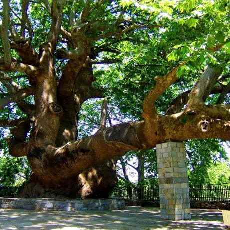 Age-old plane tree, TSAGARADA (Village) ZAGORA-MOURESI