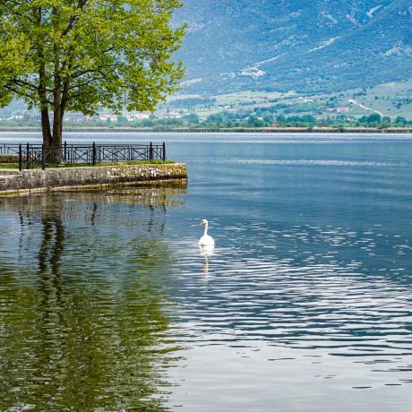 Ioannina: A swan in lake Pamvotida, IOANNINA (Town) EPIRUS