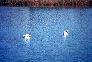 Ducks on Agia Lake AGIA (Village) THERISSOS