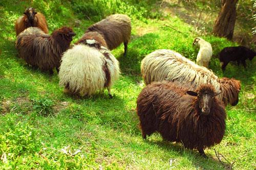 Animals grazing on the field PELION (Mountain) MAGNESSIA