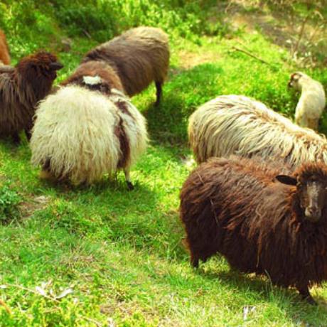 Animals grazing on the field, PELION (Mountain) MAGNESSIA