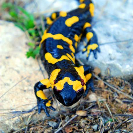 Fire salamander, PELION (Mountain) MAGNESSIA
