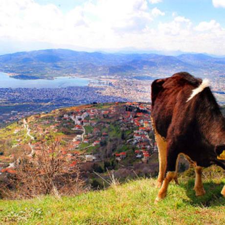 Cow grazing on a hill, PELION (Mountain) MAGNESSIA