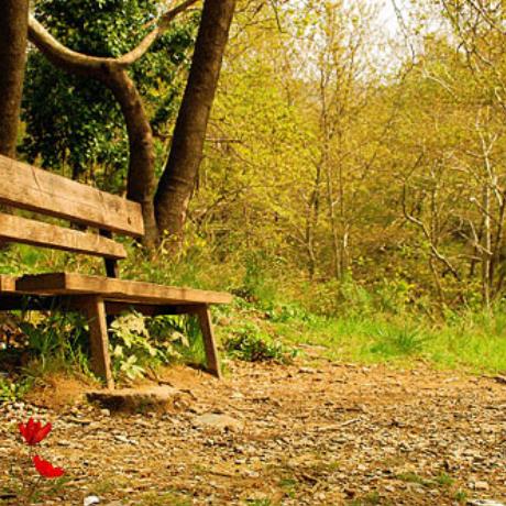 Bench in the forest, PELION (Mountain) MAGNESSIA