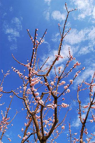 Blossomed almond PELION (Mountain) MAGNESSIA