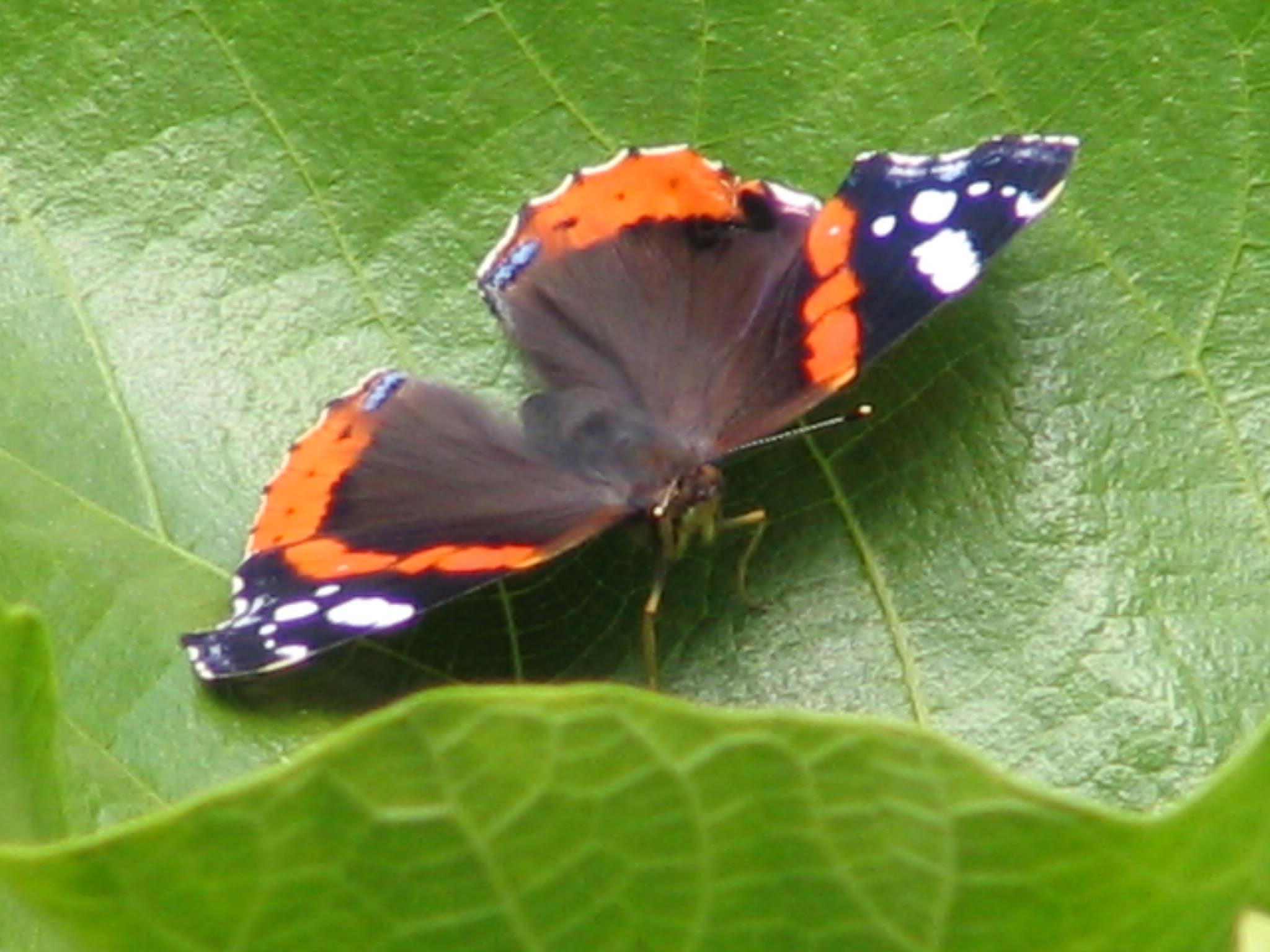 Butterfly, Danaus chrysipus AGIOS DIMITRIOS PELIO (Village) ZAGORA-MOURESI