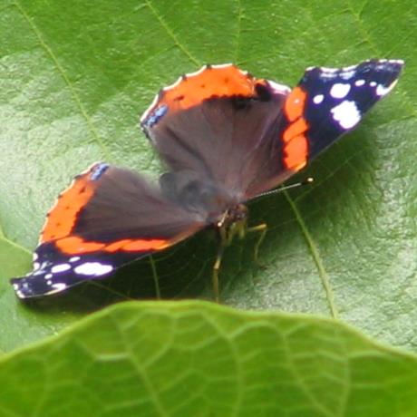Butterfly, Danaus chrysipus, AGIOS DIMITRIOS PELIO (Village) ZAGORA-MOURESI