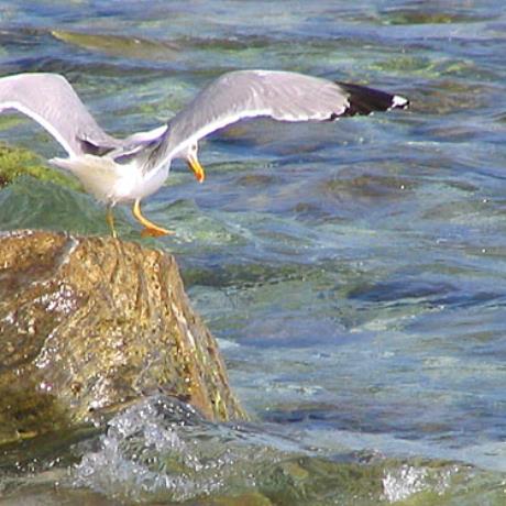 Sea gull on rock, AGIOS IOANNIS PILION (Port) ZAGORA-MOURESI