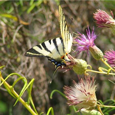 Butterfly - Iphiclides podalirius, PLAKA (Settlement) ZAGORA-MOURESI