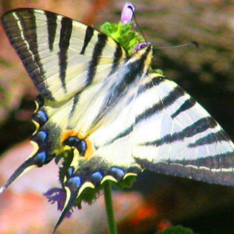 Lepidoptera, Papilionidae, Iphiclides podalirius, VLACHOKERASSIA (Village) SKYRITIDA
