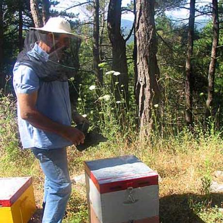 Honey producer, SKYRITIDA (Municipality) ARCADIA
