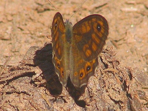 Butterfly SKYRITIDA (Municipality) ARCADIA