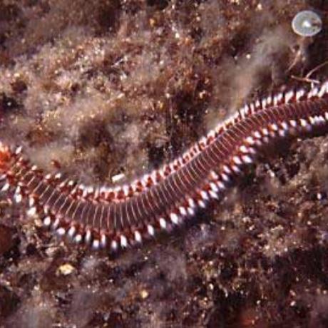 Beautiful Polychaeta, commonly found at Sporades, ALONISSOS (Island) NORTH SPORADES