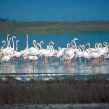 Flamingos, Nestos river, NESTOS (River) GREECE