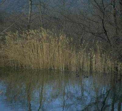Wildlife at Agra Lake AGRA (Lake) PELLA