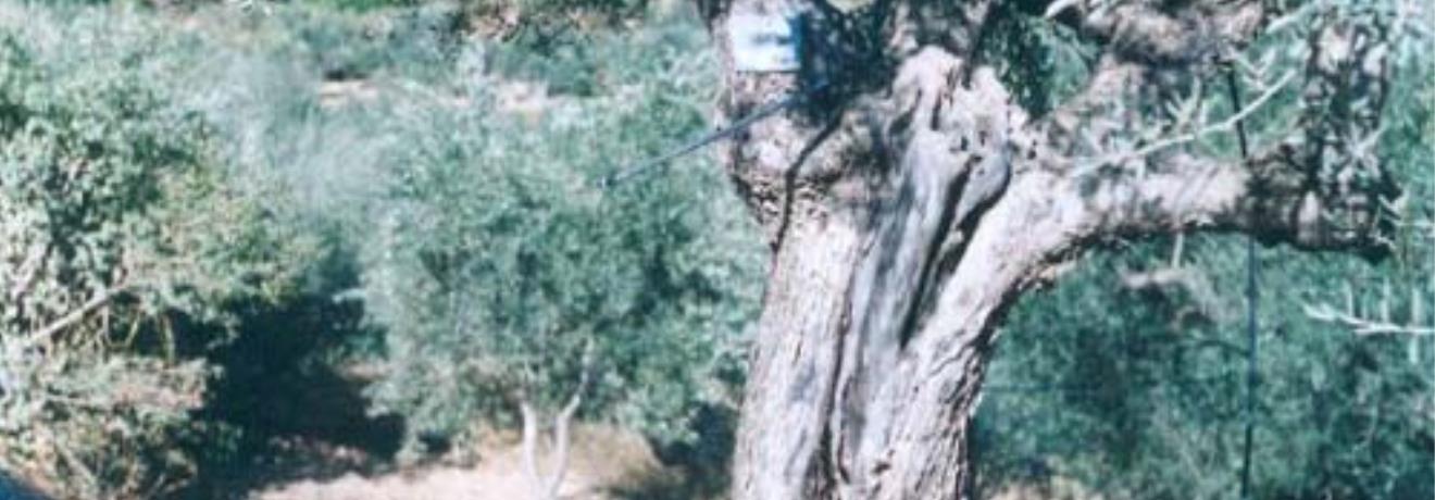 Bιοκαλλιέργεια