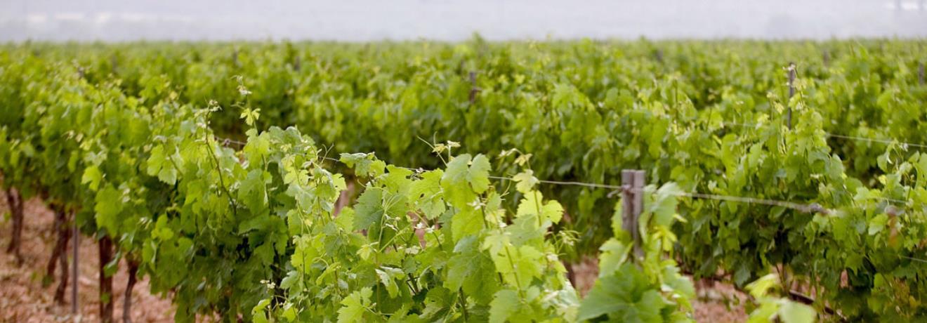 Vineyard
